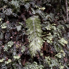 Hymenophyllum pectinatum