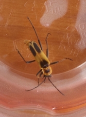 Chauliognathus omissus