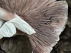 Agaricus hondensis