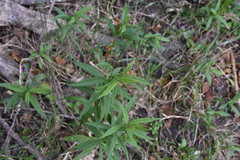 Canadanthus modestus