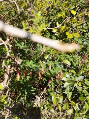 Tropaeolum pentaphyllum