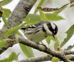 Setophaga nigrescens