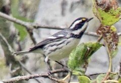 Setophaga nigrescens