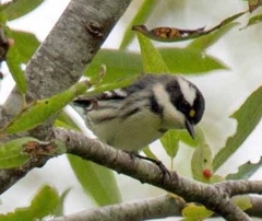 Setophaga nigrescens