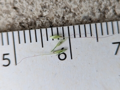 Muhlenbergia frondosa