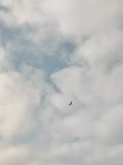 Stercorarius longicaudus