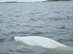 Delphinapterus leucas