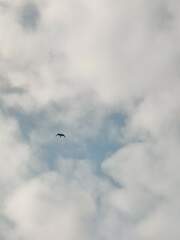 Stercorarius longicaudus