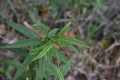 Canadanthus modestus