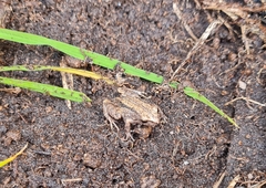 Pristimantis unistrigatus