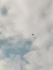 Stercorarius longicaudus