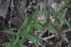 Canadanthus modestus