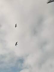 Stercorarius longicaudus