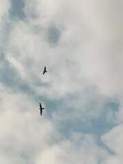 Stercorarius longicaudus