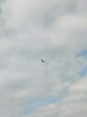 Stercorarius longicaudus