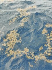 Sargassum