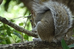 Sciurus alleni