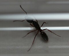 Mesoponera australis