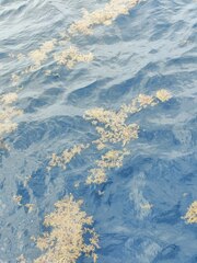 Sargassum
