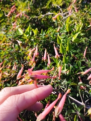 Tropaeolum pentaphyllum