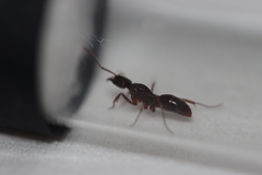 Mesoponera australis