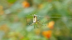 Mangora
