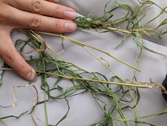 Muhlenbergia frondosa