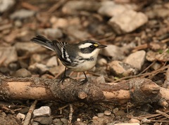 Setophaga nigrescens