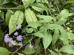 Cyrtocymura scorpioides