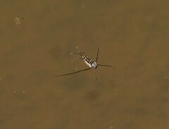 Trepobates subnitidus