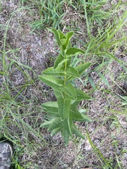 Asclepias viridis