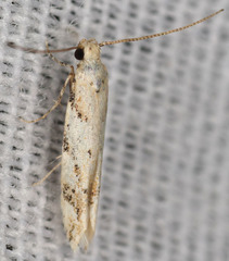 Coleotechnites coniferella