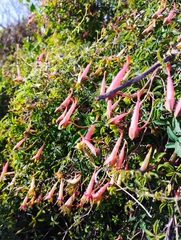 Tropaeolum pentaphyllum
