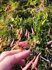 Tropaeolum pentaphyllum