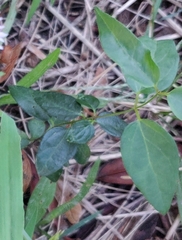 Vincetoxicum nigrum
