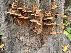 Fungi