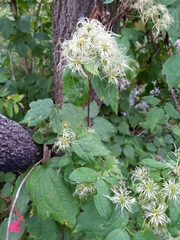 Clematis virginiana