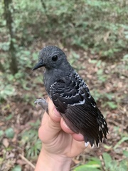 Willisornis poecilinotus