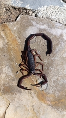 Centruroides gracilis