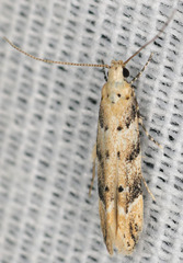 Coleotechnites coniferella