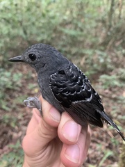 Willisornis poecilinotus