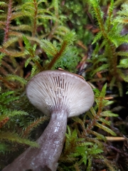 Lactarius pseudomucidus