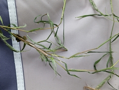 Muhlenbergia frondosa