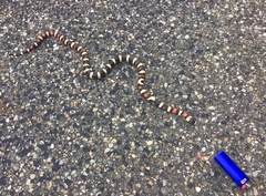 Lampropeltis zonata