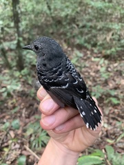 Willisornis poecilinotus