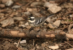 Setophaga nigrescens