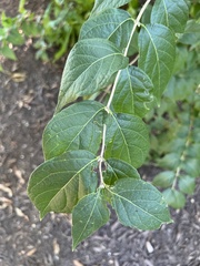 Lonicera maackii