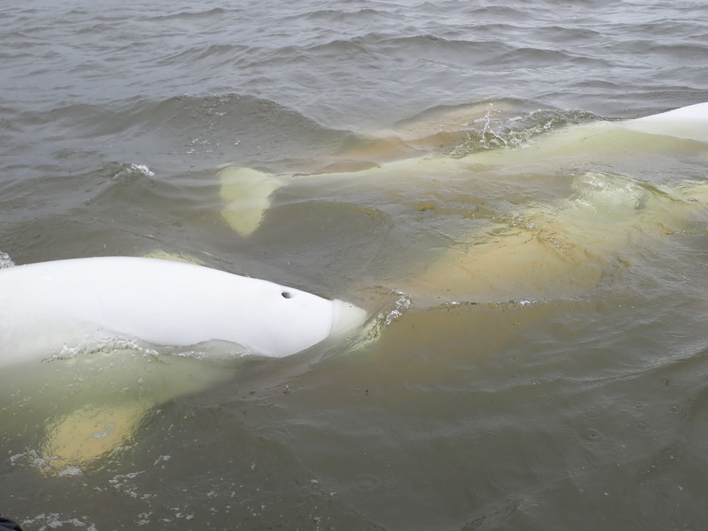Group of white belugas just below the surface in the Churchill estuary