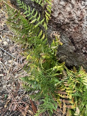Pteridium aquilinum pubescens