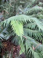 Polystichum munitum
